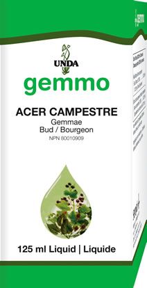 UNDA Acer Campestre